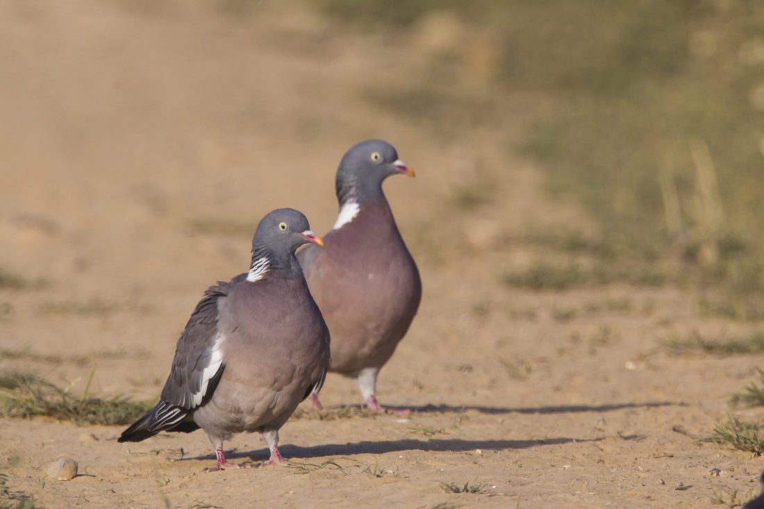 dgestim_oiseaux_colombides_fnc2013 (15)