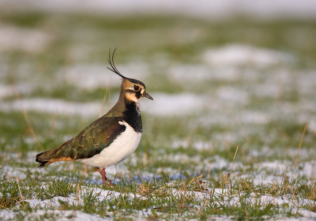 dgestim_oiseaux_limicoles_fnc2013 (19)