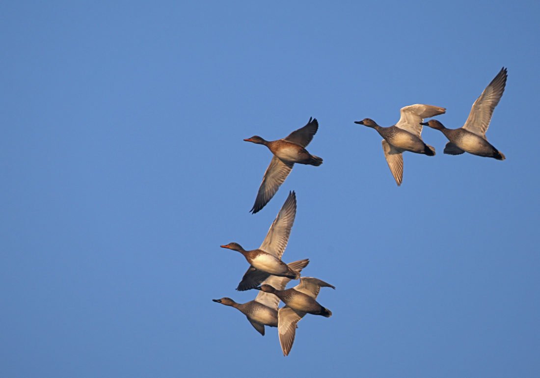 dgestim_oiseaux_anatides_fnc2013_1 (4)