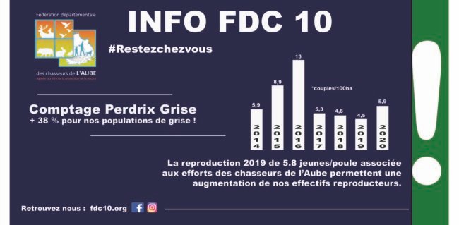 perdrix grise