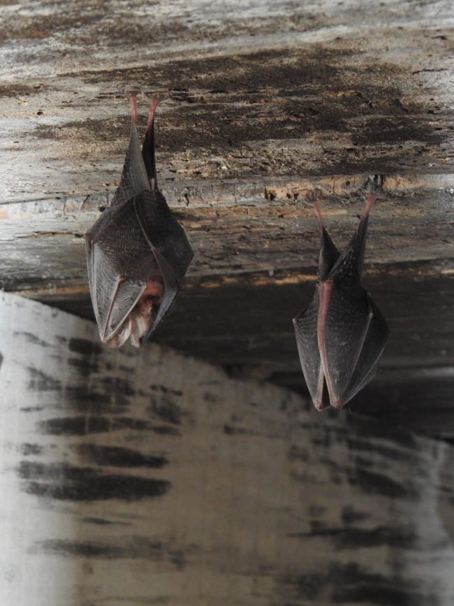 Chiro_Petit rhinolophe7