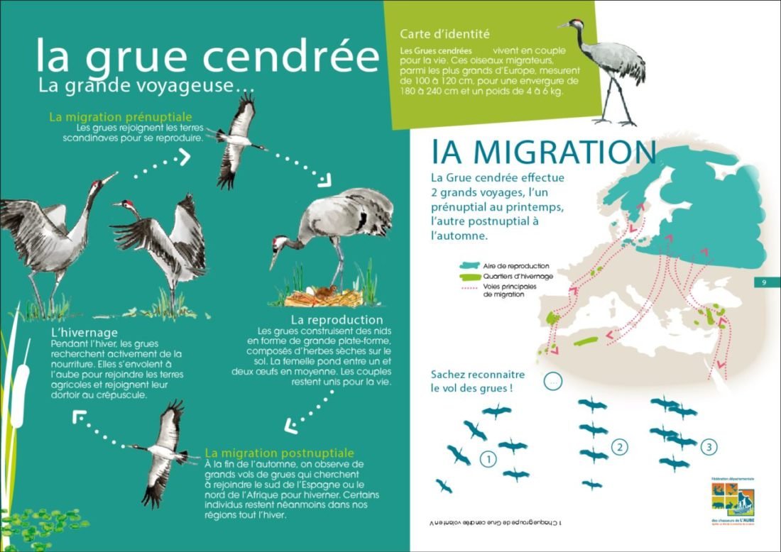 Grue cendrée