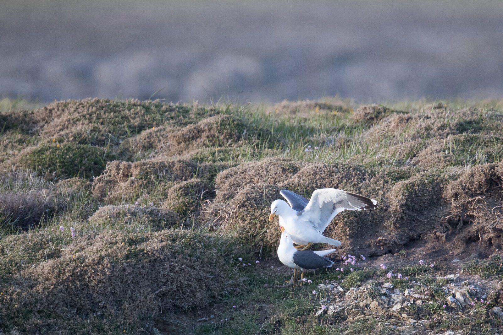 autresoiseaux2019_dgestim_fnc_46_